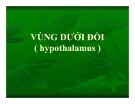 Bài giảng Vùng dưới đồi - Hypothalamus