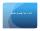 Bài giảng Thần kinh chi dưới