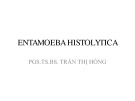 Bài giảng Entamoeba Histolytica - PGS.TS.BS. Trần Thị Hồng