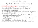 Bài giảng Động vật cận đa bào: Ngành động vật thân lỗ