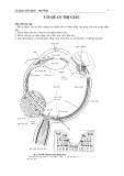 Bài giảng Mô phôi: Cơ quan thị giác