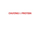 Bài giảng Chương 1: Protein