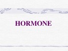 Bài giảng Hormone