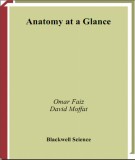 Anatomy at a Glance: Phần 2
