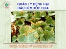 Chương trình huấn luyện nông dân sản xuất và xây dựng mô hình rau an toàn theo hướng GAP: Quản lý bệnh hại bầu bí mướp dưa