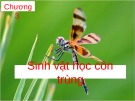 Bài giảng Chương 3: Sinh vật học côn trùng