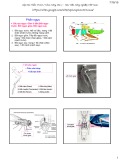 Bài giảng Côn trùng đại cương 1 - Chương 2: Phần ngực