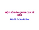 Bài giảng Một số bào quan của tế bào - PGS.TS. Trương Thị Đẹp