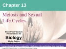 Lecture Biology: Chapter 13 - Niel Campbell, Jane Reece