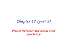 Lecture Principles of biochemistry - Chapter 17 (part 2): Protein turnover and amino acid catabolism