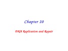 Lecture Principles of biochemistry - Chapter 20: DNA replication and repair