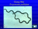Bài giảng Giang mai (Treponema pallidum)