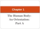 Lecture Human anatomy and physiology - Chapter 1: The human body: An orientation (part a)