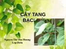 Bài thuyết trình: Cây tang bạch bì