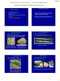 Bài giảng Bệnh cây đại cương: Bài 8 - Học viện Nông nghiệp Việt Nam