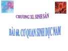 Bài giảng Bài 60: Cơ quan sinh dục nam