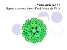 Bài giảng Virus học thú y: Virus viêm gan vịt - PGS.TS. Nguyễn Bá Hiên