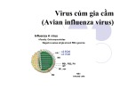 Bài giảng Virus học thú y: Virus cúm gia cầm - PGS.TS. Nguyễn Bá Hiên