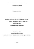 Determination of causative bacteria agent of hemorrhagic disease in mudskipper (Pseudapocryptes elongatus)