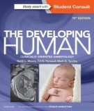 The developing human clinically oriented embryology (10th edition): Part 2