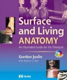 Surface and living anatomy: Part 2