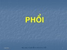 Bài giảng Giải phẫu học: Phổi - ThS.BS. Nguyễn Hoàng Vũ