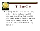 Bài giảng môn Tế bào gốc