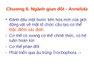 Bài giảng Động vật học - Chương 6: Ngành giun đốt - Annelida