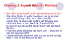 Bài giảng Động vật học - Chương 2: Ngành thân lỗ - Porifera