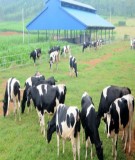 Báo cáo: Những nét mới trong chăn nuôi bò sữa hiện nay ở Nghĩa Đàn