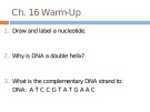 Lecture AP Biology - Chapter 16: Molecular basis of inheritance