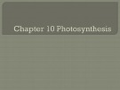 Lecture AP Biology - Chapter 10: Photosynthesis