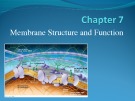Lecture AP Biology - Chapter 7: Membrane structure and function
