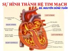 Bài giảng Sự hình thành hệ tim mạch - BS. Nguyễn Dũng Tuấn