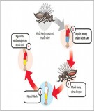 Hướng dẫn chẩn đoán, điều trị sốt xuất huyết dengue