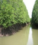 Báo cáo Nghiên cứu chuẩn bị xây dựng dự án phục hồi và quản lý bền vững rừng phòng hộ tại Việt Nam