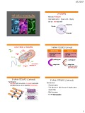 Bài giảng Vi sinh vật - Tế bào vi khuẩn