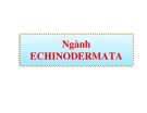 Bài giảng Cổ sinh vật học - Chương 9: Ngành Echinodermata