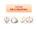 Bài giảng Cổ sinh vật học - Chương 10: Ngành Brachiopoda