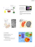 Bài giảng Sinh lý tế bào thực vật - Chương 6: Hô hấp