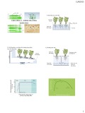 Bài giảng Sinh lý tế bào thực vật - Chương 3: Dinh dưỡng khoáng