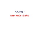 Bài giảng Vi sinh thực phẩm: Chương 7 - Trần Thị Huyền