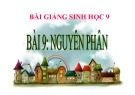 Bài giảng Sinh học 9 - Bài 9: Quá trình Nguyên phân