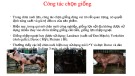 Công tác chọn giống heo