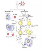 Bài giảng Sinh lý học - Bài 8: Sinh lý các dịch của cơ thể