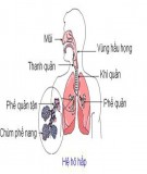 Bài giảng Sinh lý học - Bài 10: Sinh lý hô hấp