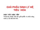 Bài giảng Giải phẫu sinh lý hệ tiêu hóa