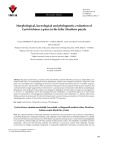 Morphological, karyological and phylogenetic evaluation of Cyclotrichium: A piece in the tribe Mentheae puzzle