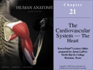 Lecture Human anatomy (6/e): Chapter 21 - Martini, Timmons, Tallitsch