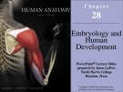 Lecture Human anatomy (6/e): Chapter 28 - Martini, Timmons, Tallitsch